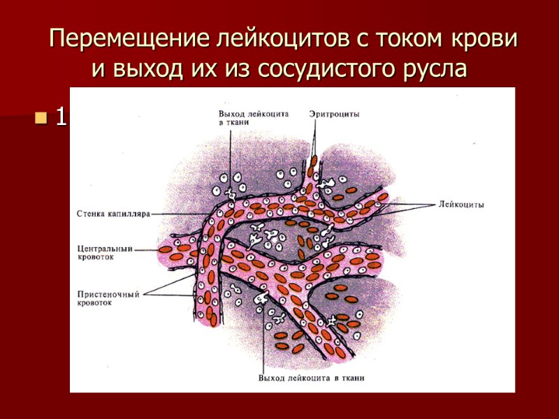 Перемещение лейкоцитов с током крови и выход их из сосудистого русла 1